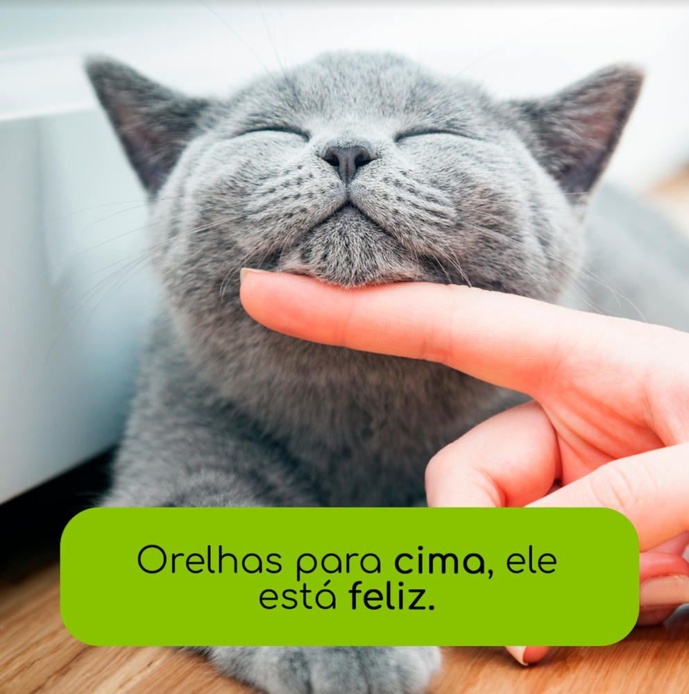 movimento das orelhas dos gatos - orelhas para cima