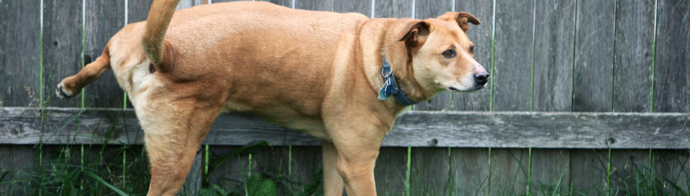 Porque é que os cães marcam território?