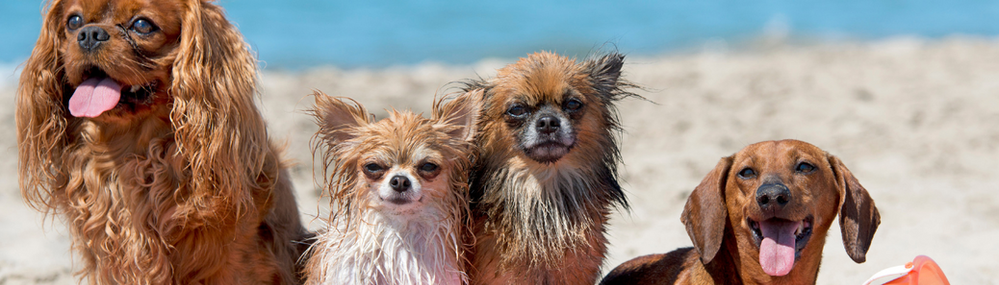 Os animais sofrem com o calor?