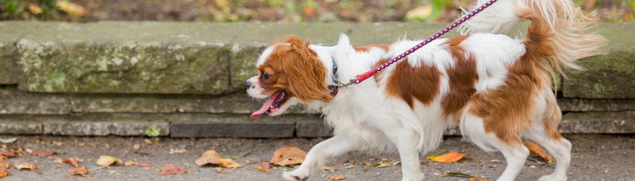 Benefícios dos passeios para cães