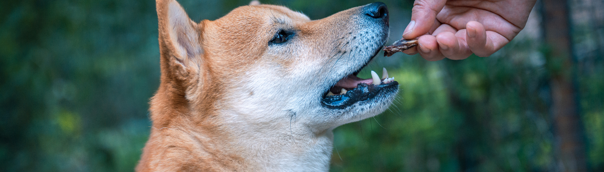 Snacks naturais de fígado para cães