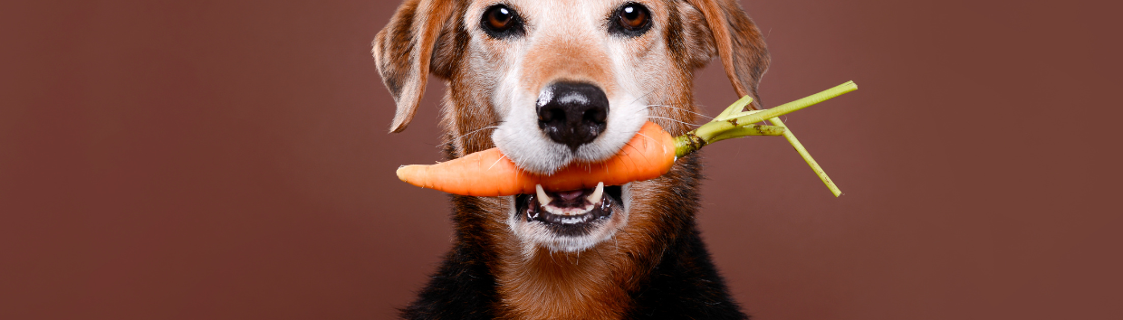 Biscoitos de maçã e cenoura para cães