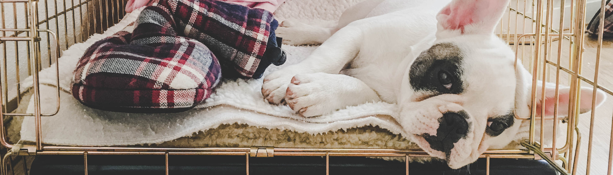 jaulas para cães