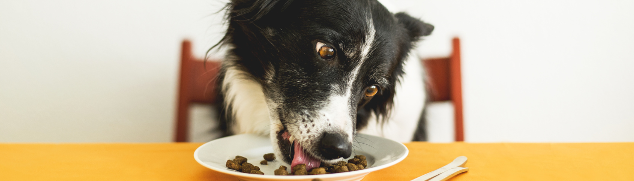 quantas vezes por dia devo dar comida ao meu cão